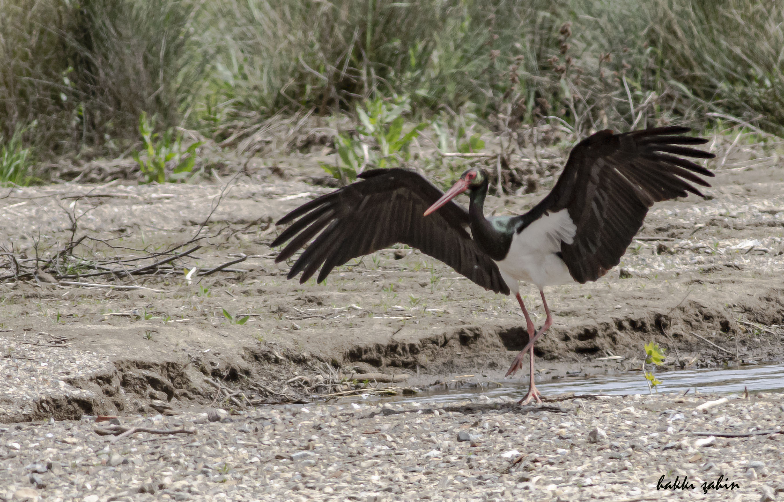 Black Stork